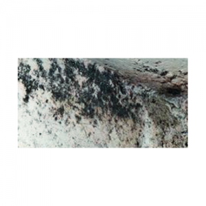 Preparat do usuwania grzybów i alg {STAINER ZG 1 l}